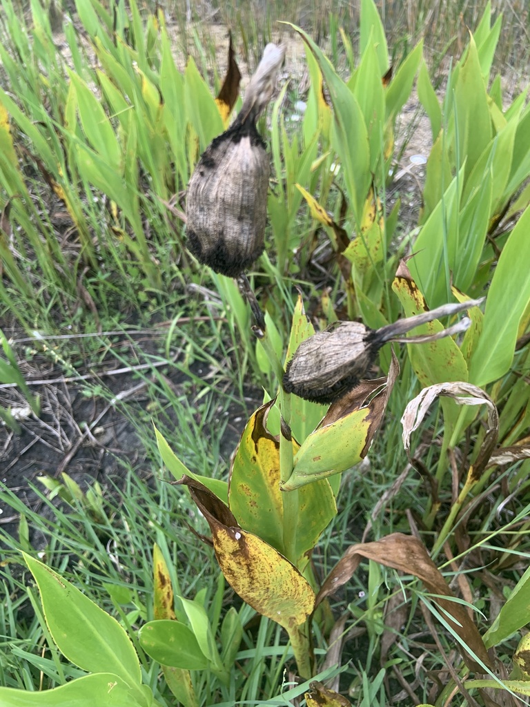 Golden Canna reference