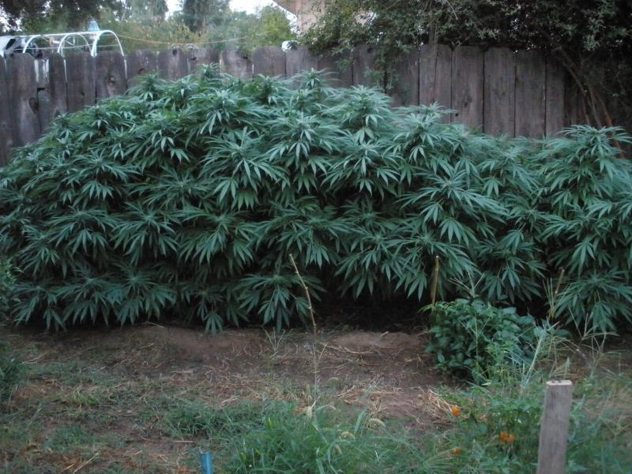 Cannabis indica reference