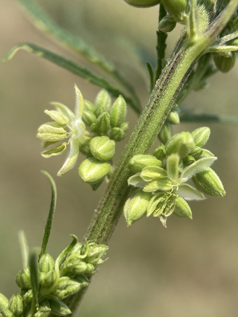 Cannabis reference