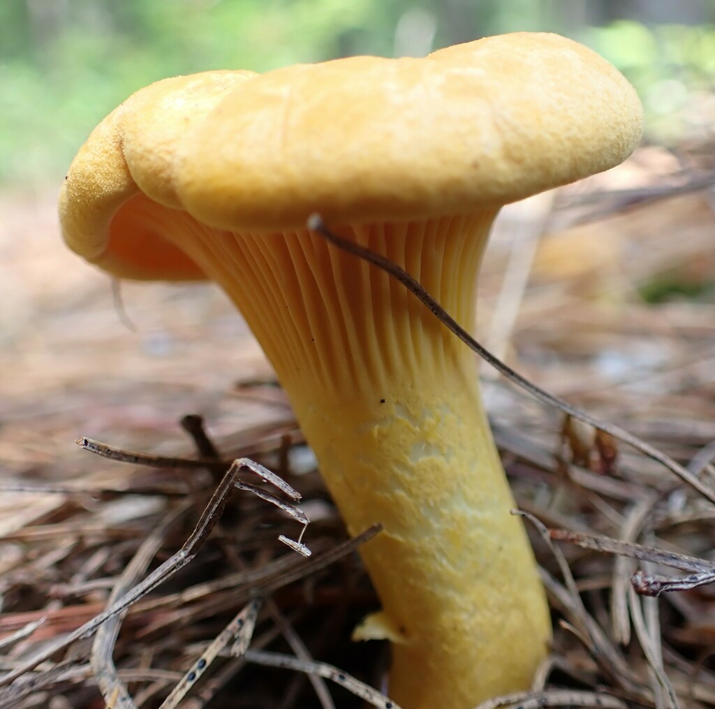 Newfoundland Chanterelle reference