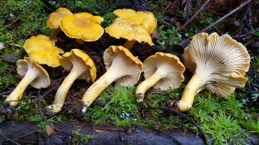 Pacific Golden Chanterelle in season