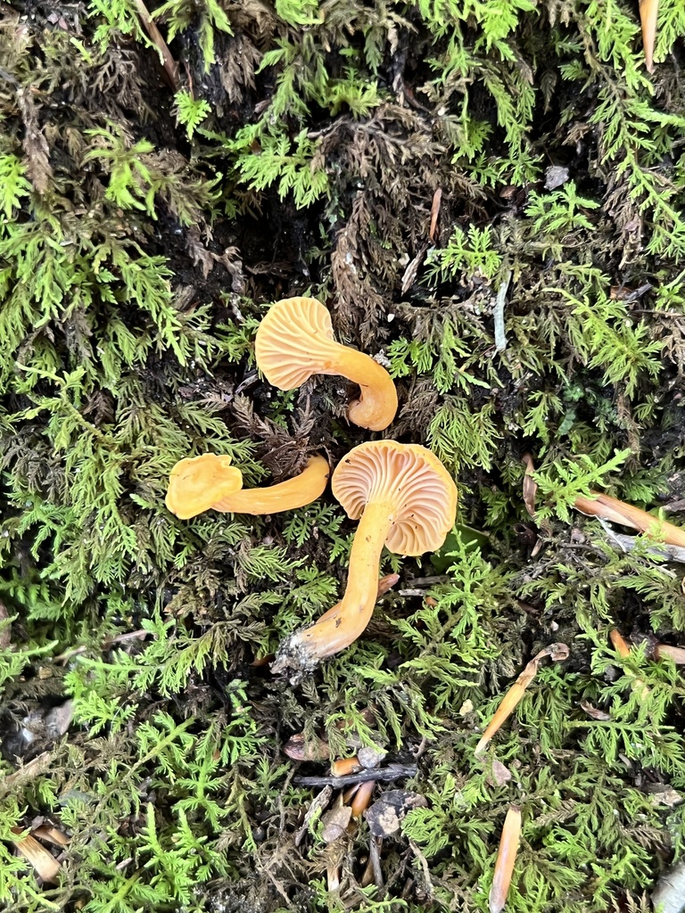 Peach Chanterelle reference
