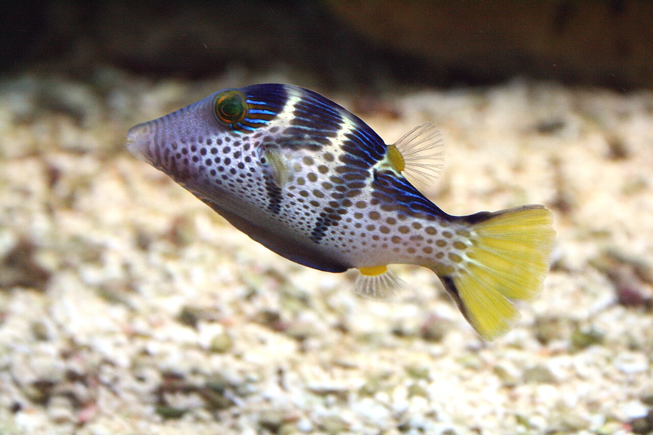 Valentin's Sharpnose Puffer reference