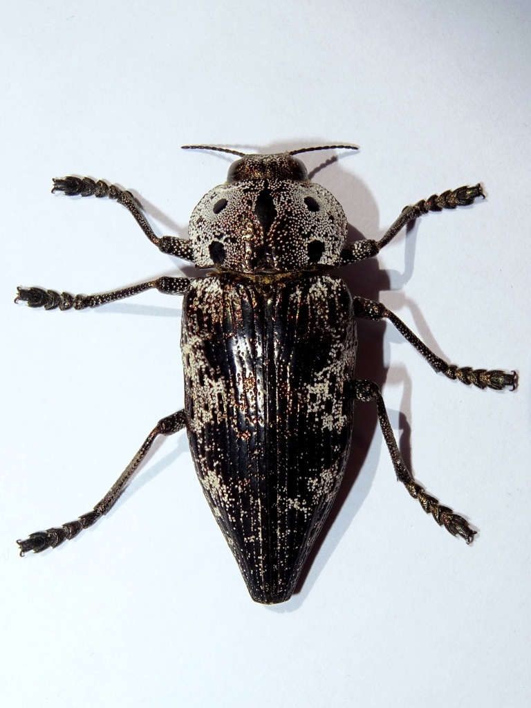 Capnodis miliaris reference