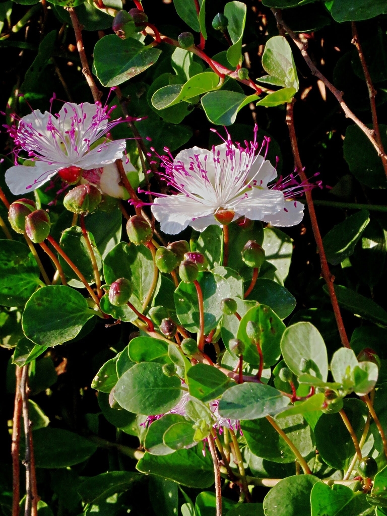 Caper Bush reference