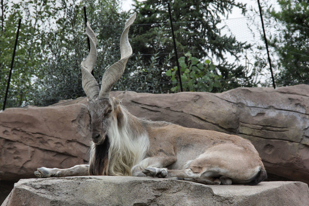 Markhor reference