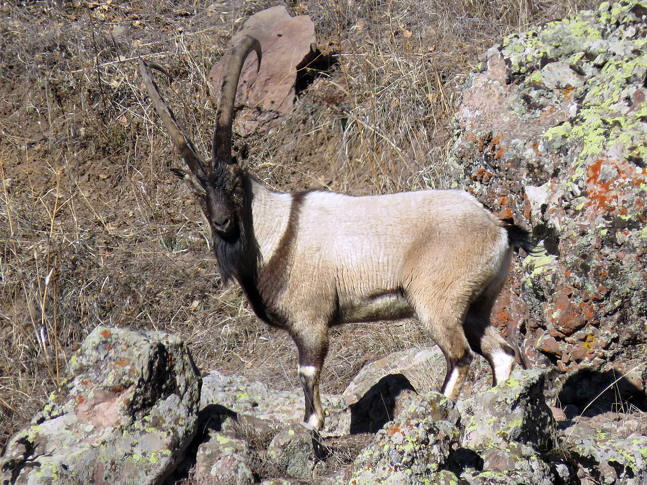 Wild Goat reference