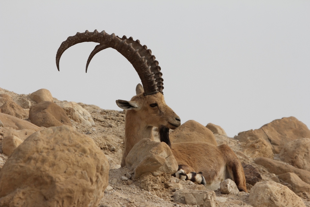 Nubian Ibex reference