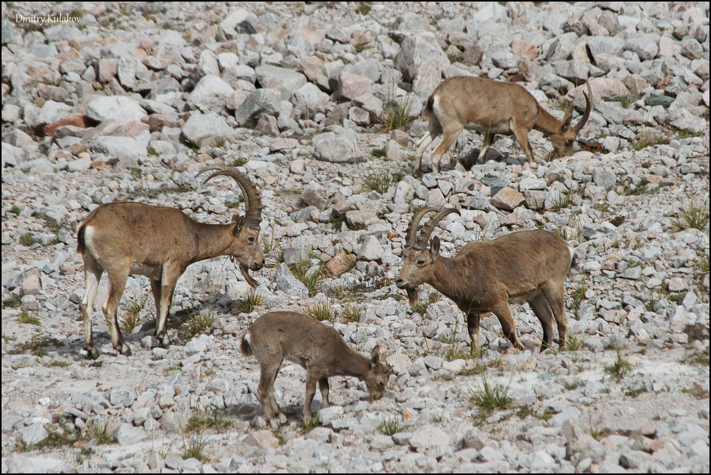 Siberian Ibex reference