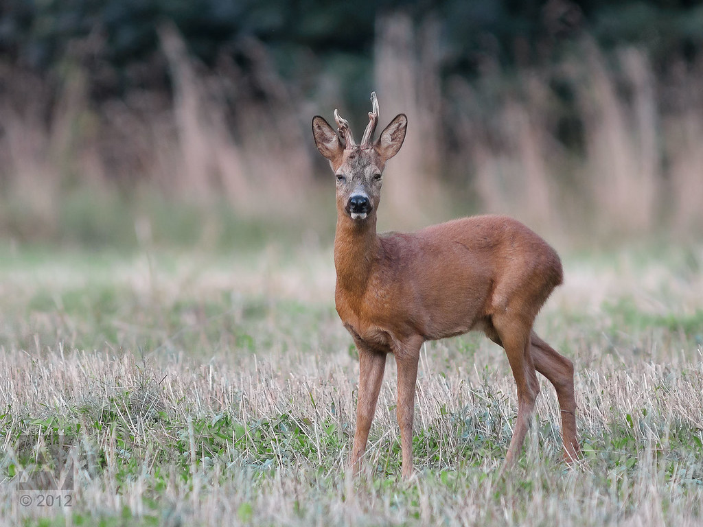 Roe Deer reference