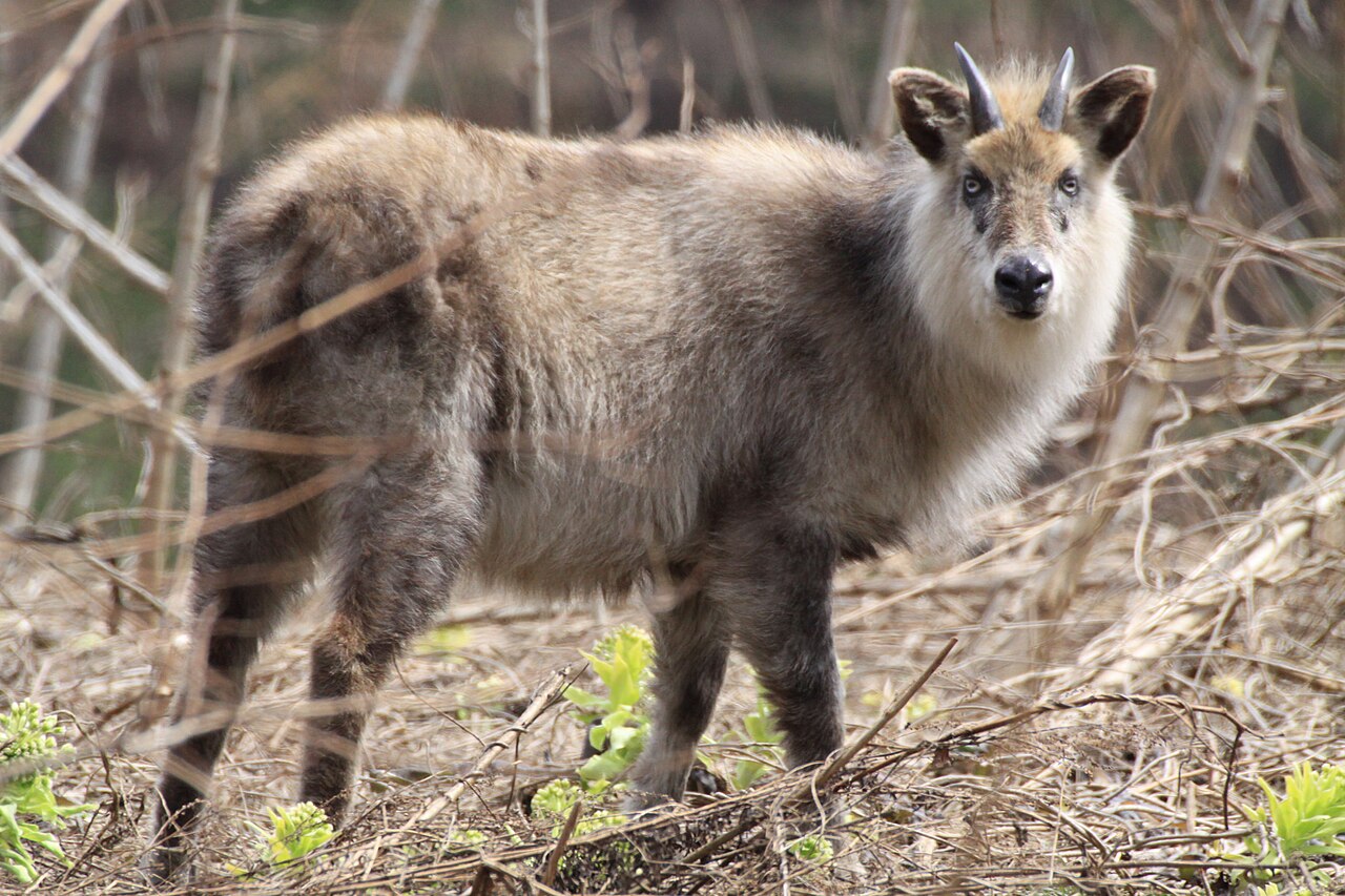 Japanese Serow reference