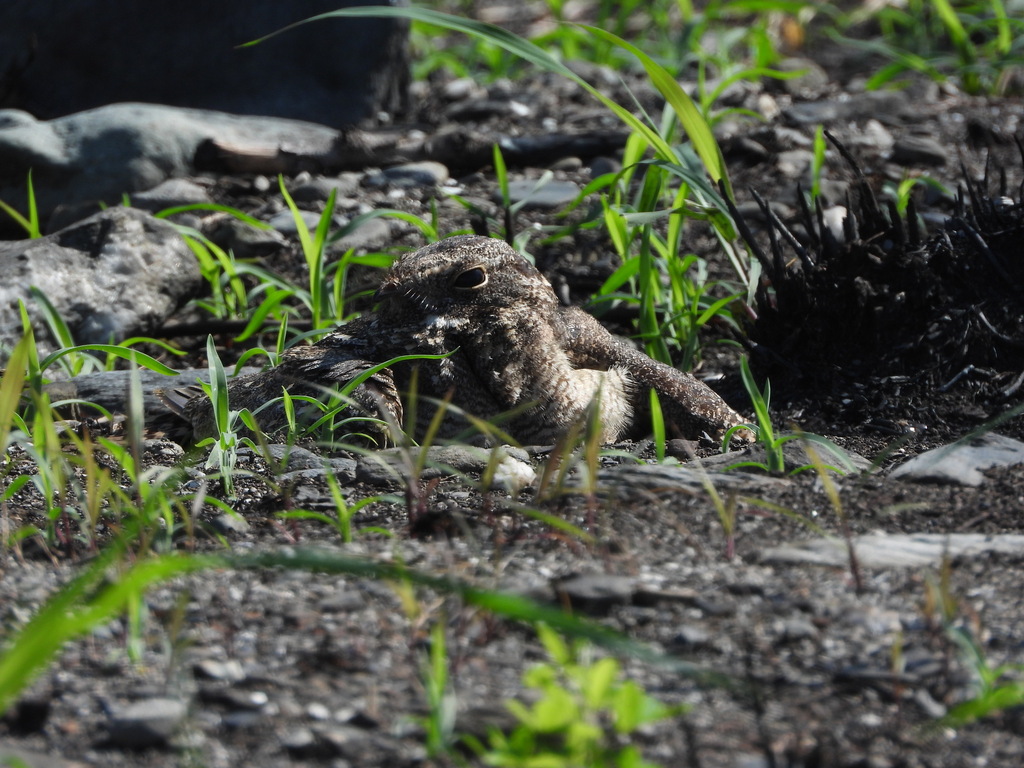 Savanna Nightjar reference