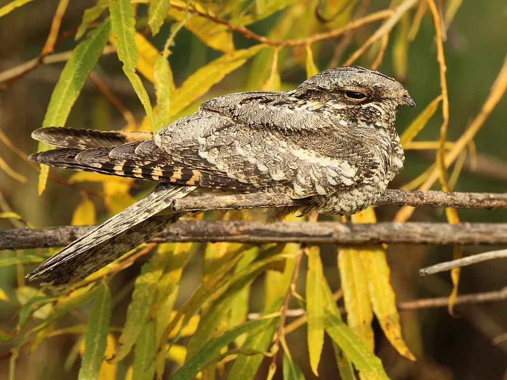 European Nightjar reference
