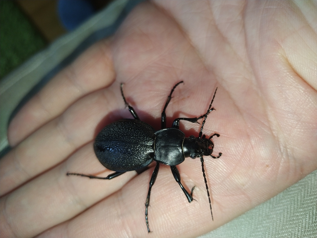 Leather Beetle reference