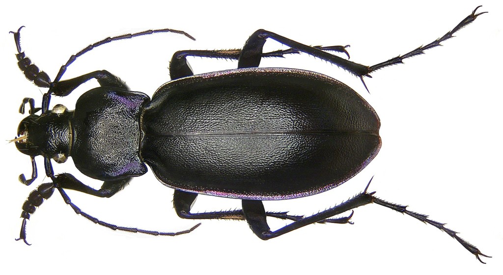 Violet ground beetle reference