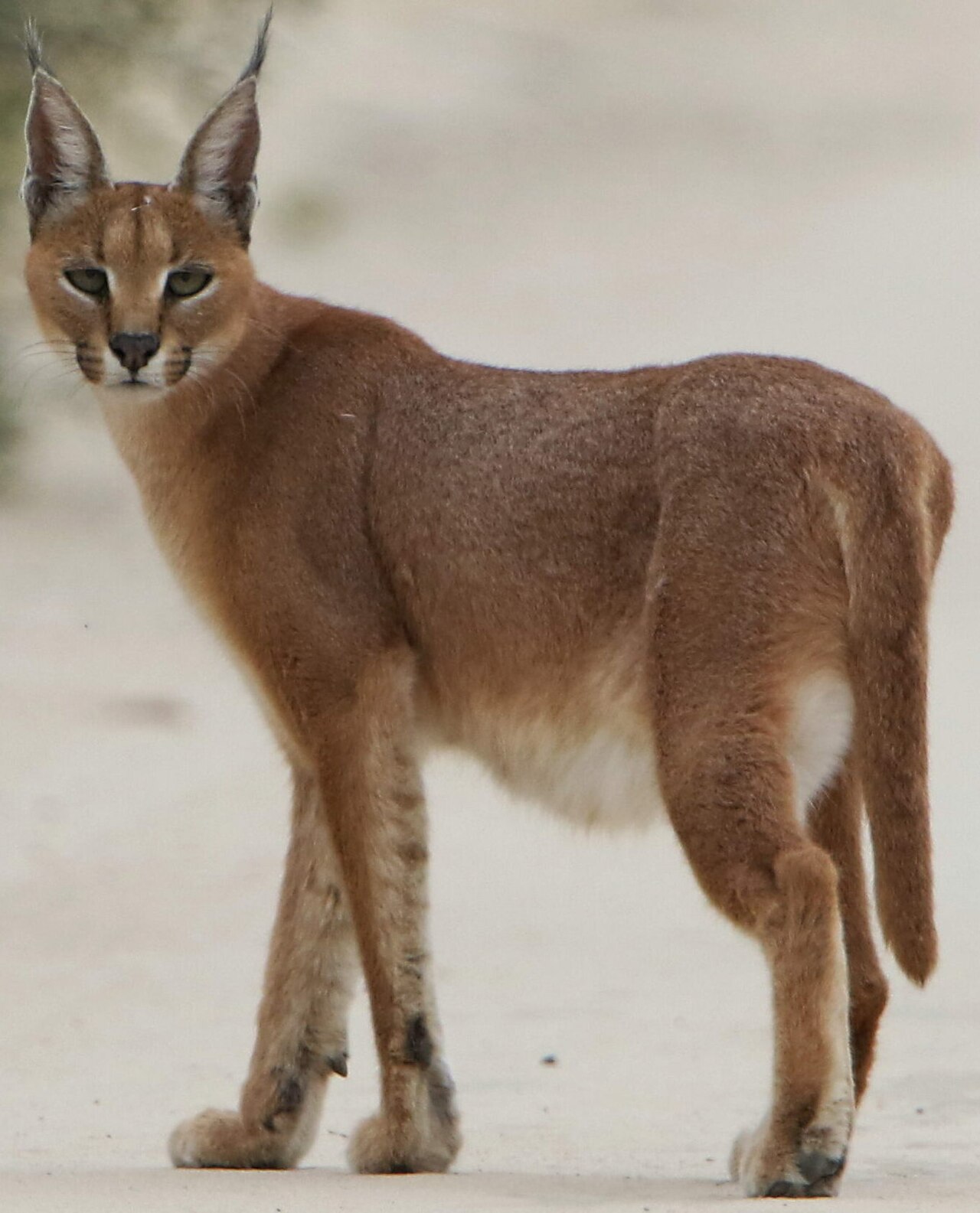 Caracal reference