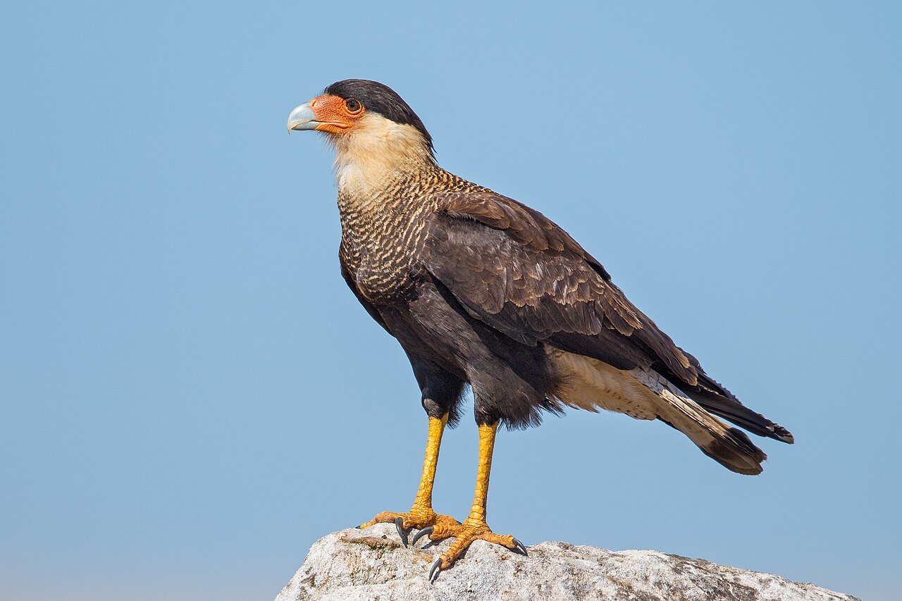 Crested Caracara reference