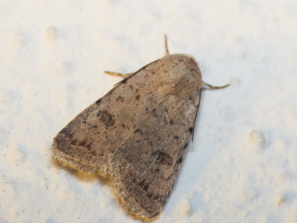 Pale Mottled Willow Moth reference