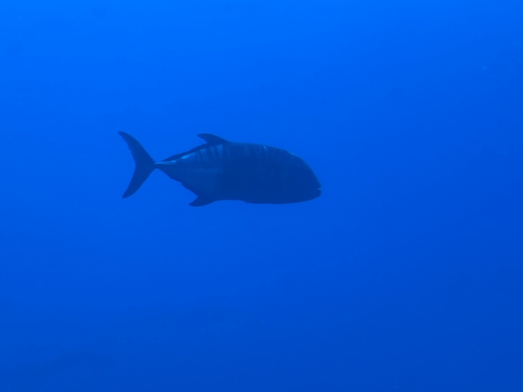 caranx ignobilis reference