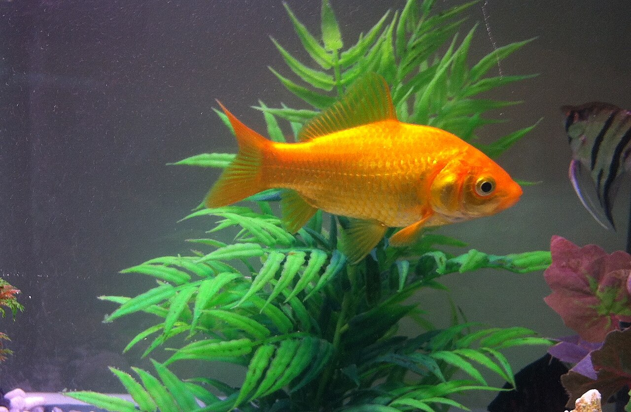 Goldfish reference
