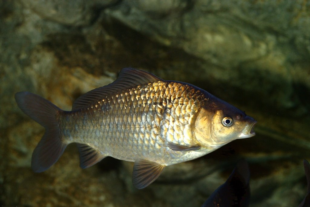 Prussian Carp reference