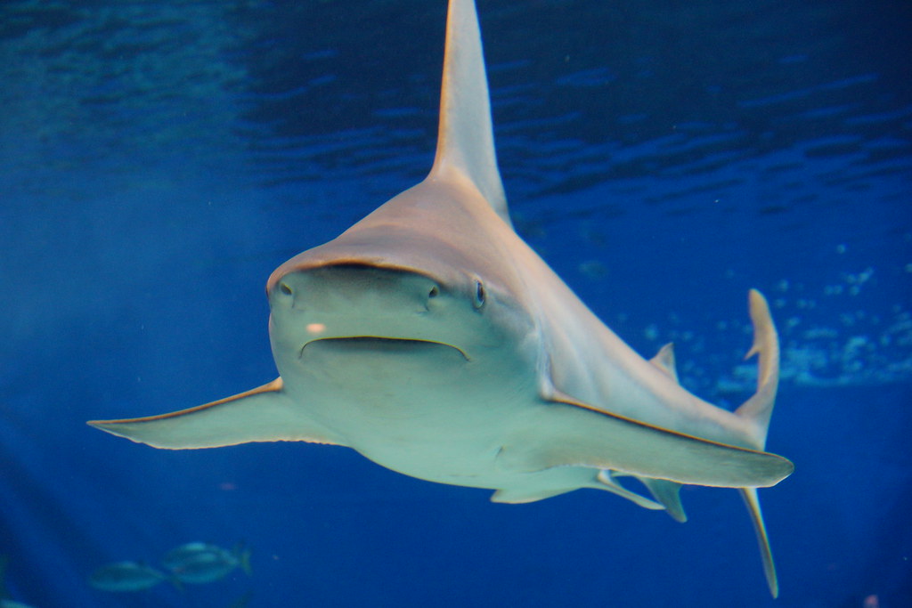 Bull Shark reference