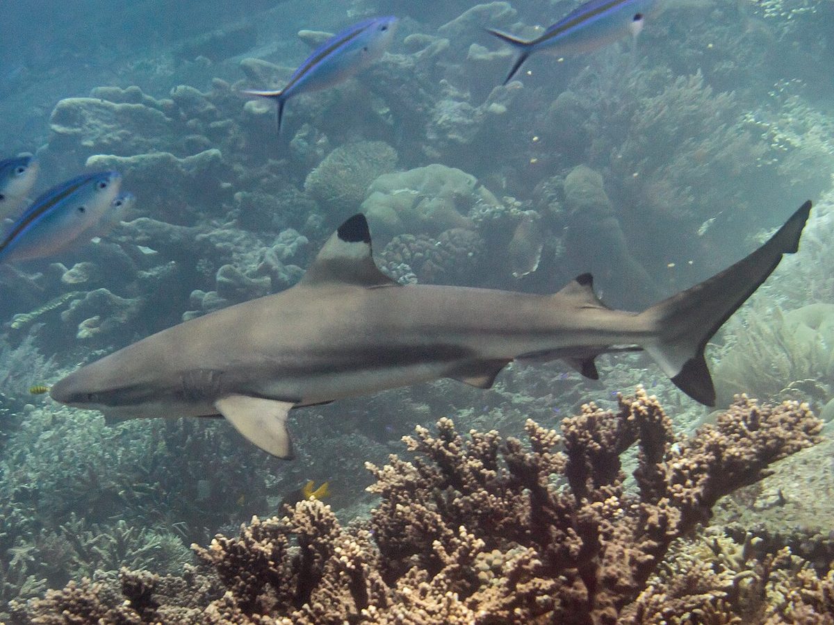 Blacktip Reef Shark reference