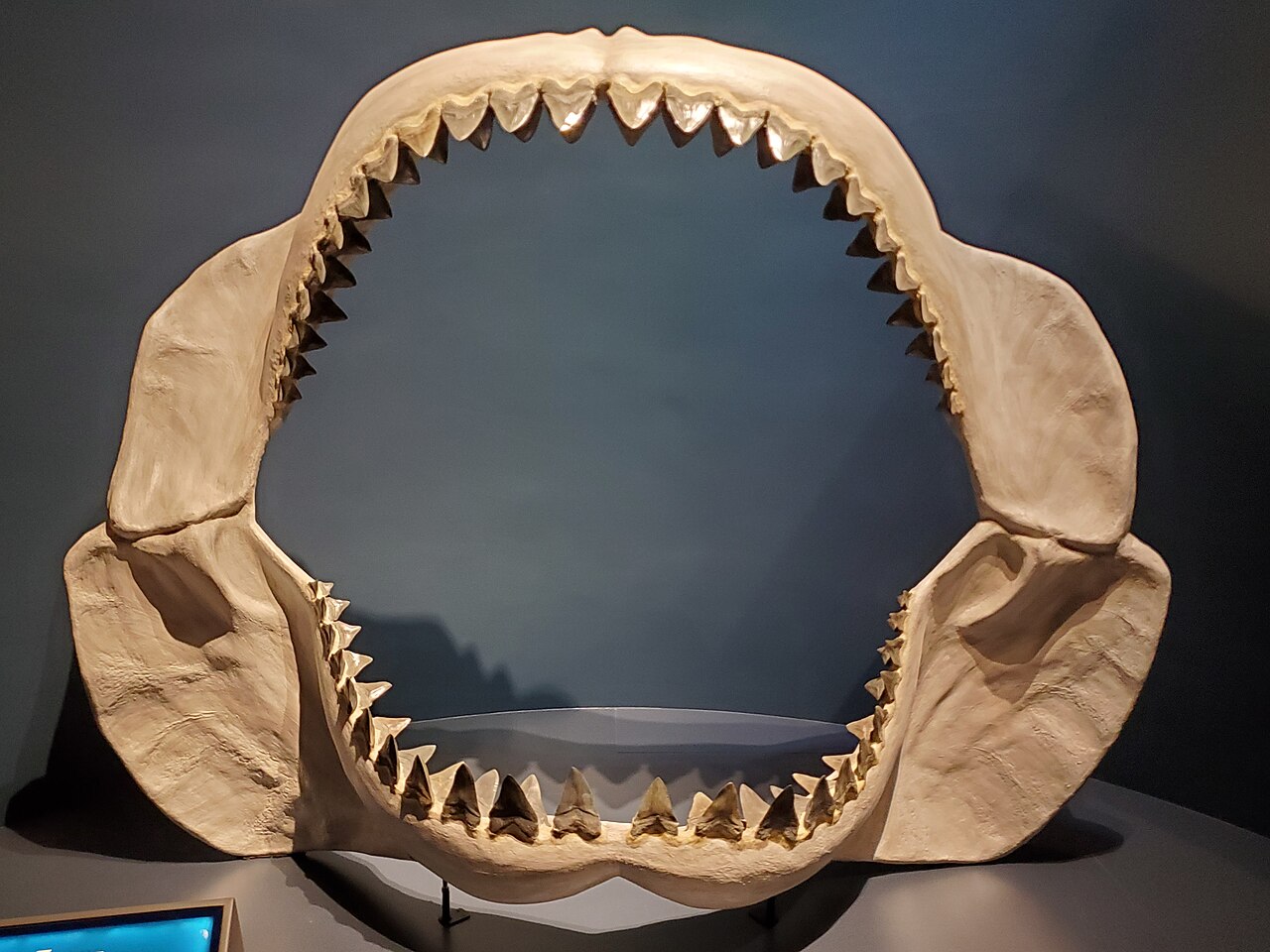 Megalodon reference
