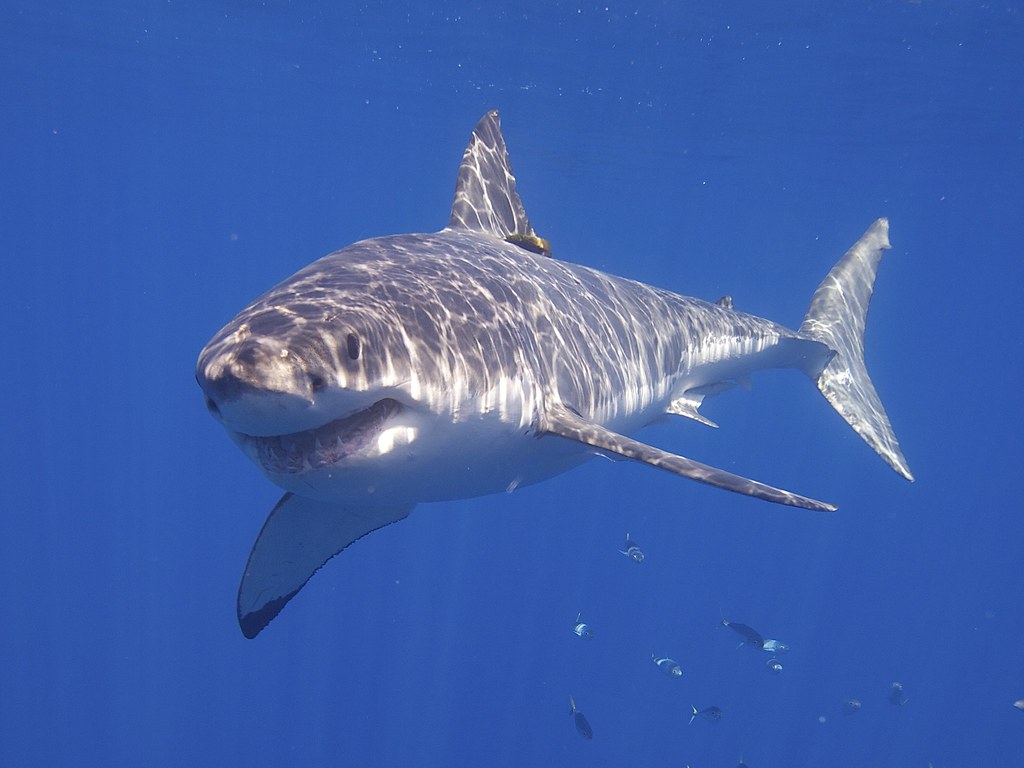 Great White Shark reference