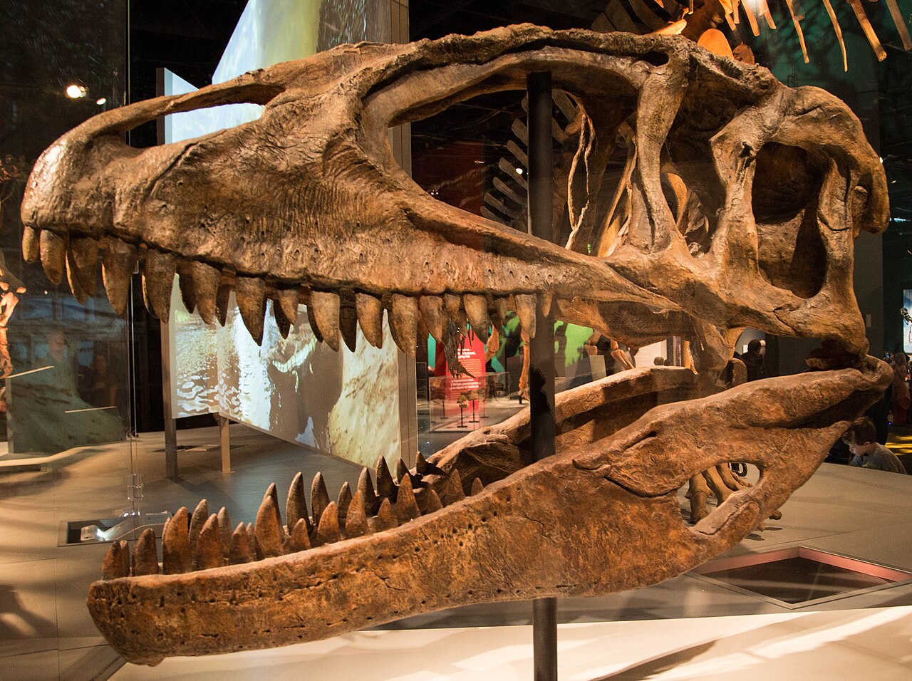 Carcharodontosaurus saharicus reference