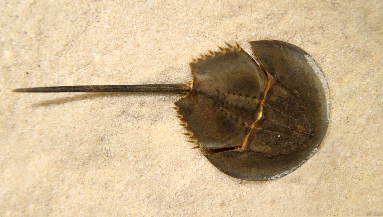 Mangrove Horseshoe Crab reference