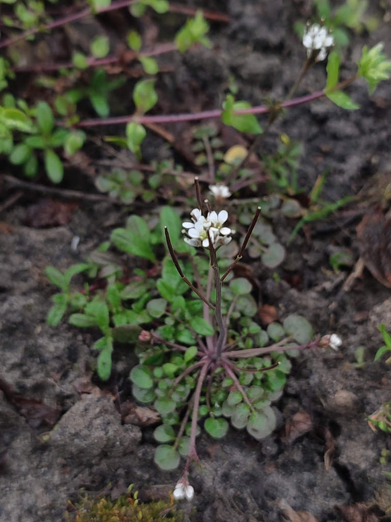 Hairy Bittercress reference