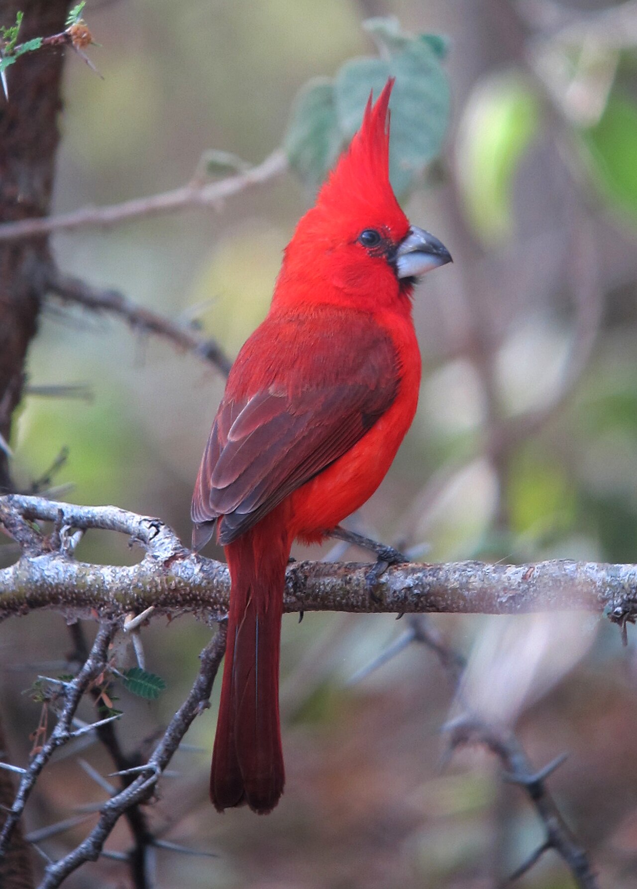 Vermilion Cardinal reference