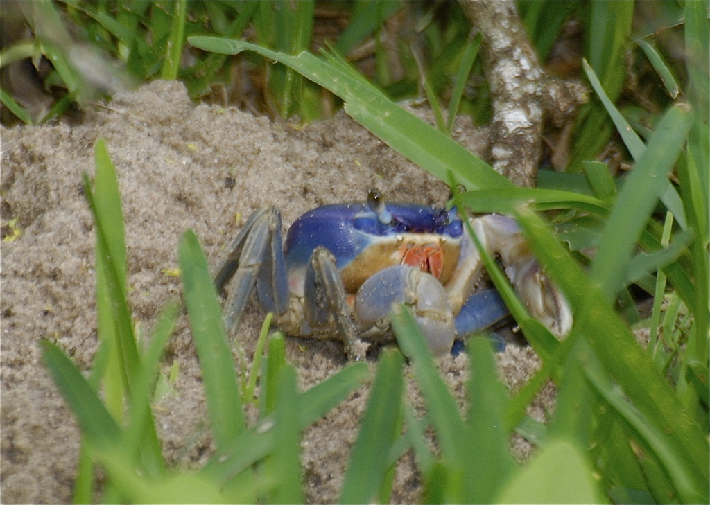 Great Land Crab reference