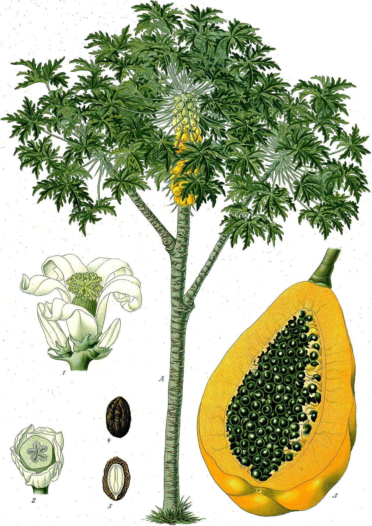 Papaya reference