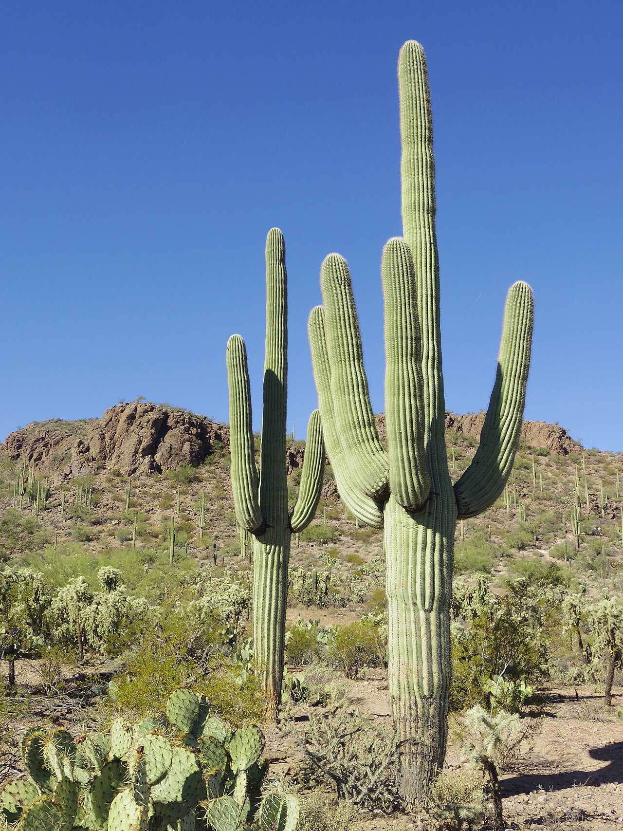 Saguaro reference
