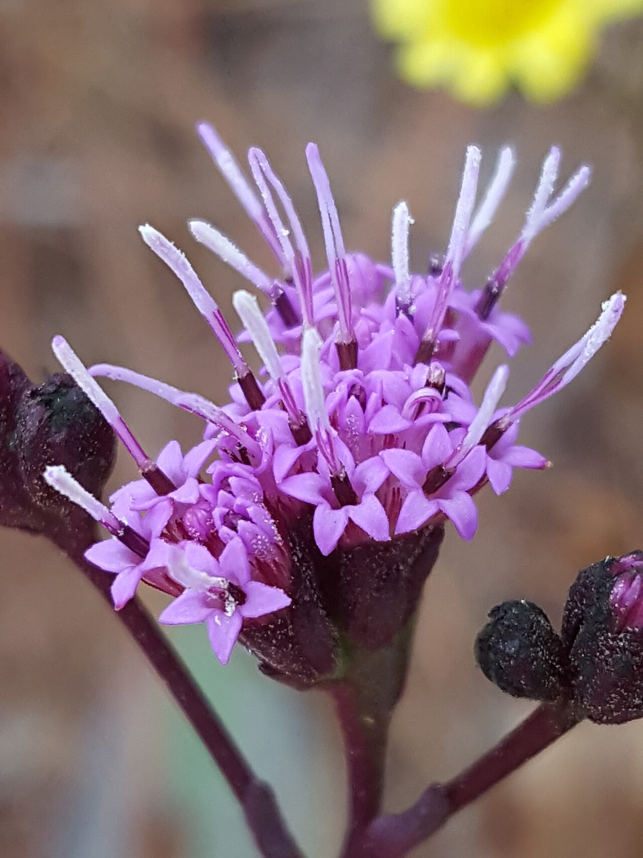 Carphephorus odoratissimus reference