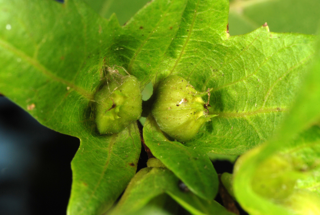American Hornbeam reference