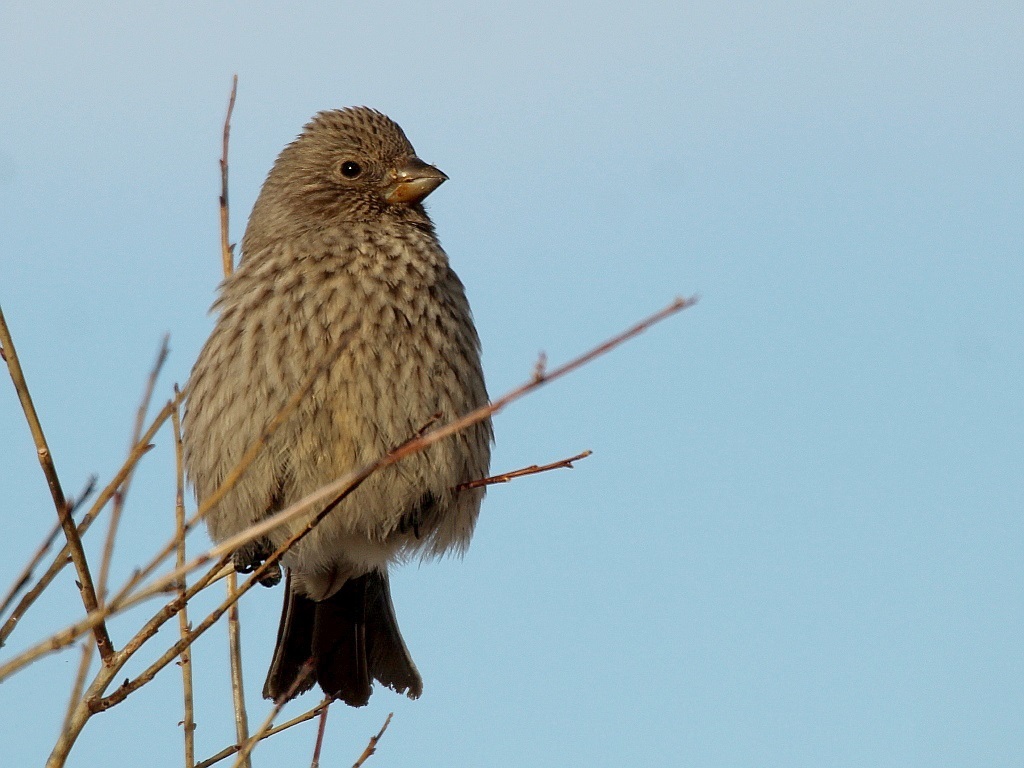Great Rosefinch reference
