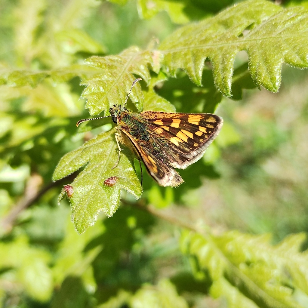 Chequered Skipper reference