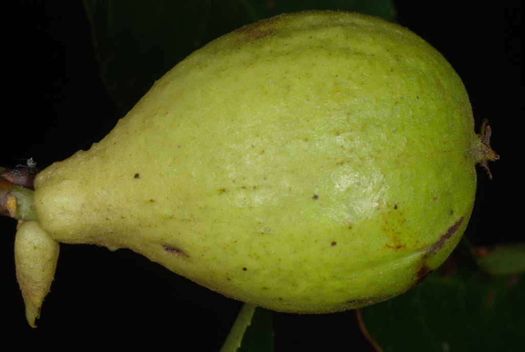 pignut hickory reference