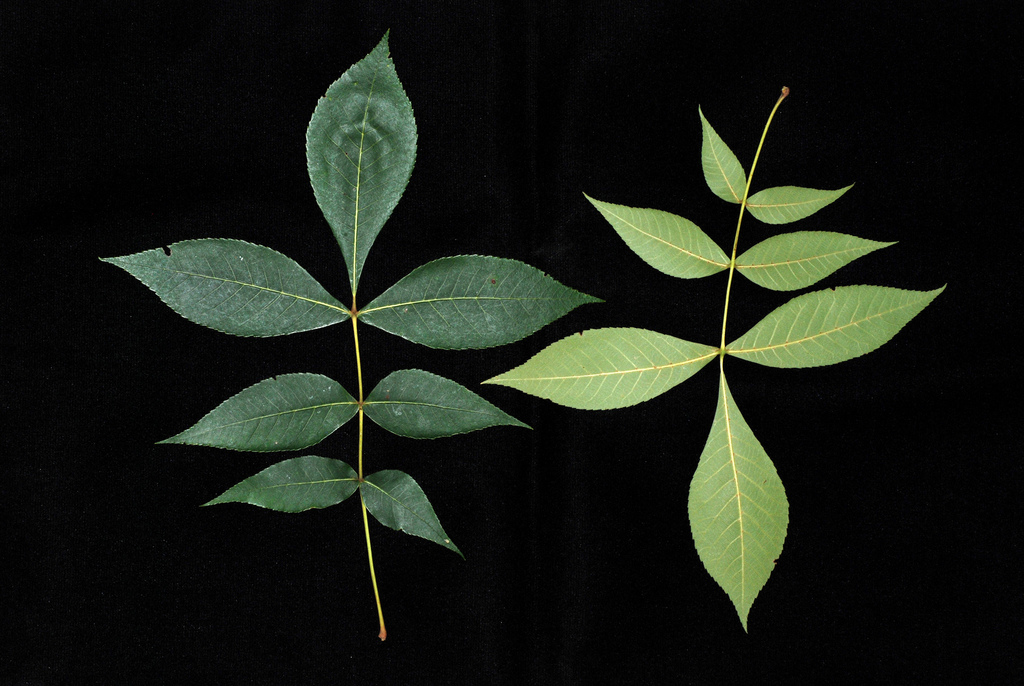 Black Hickory reference