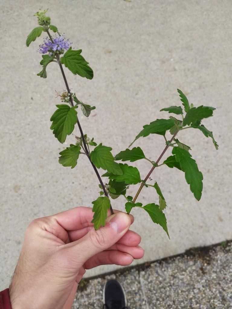Caryopteris clandonensis reference