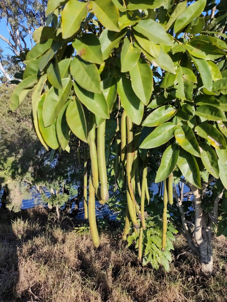 Golden Shower Tree reference