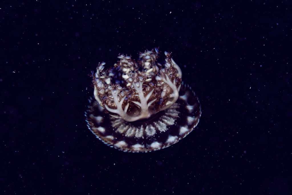 Upside-down Jellyfish reference