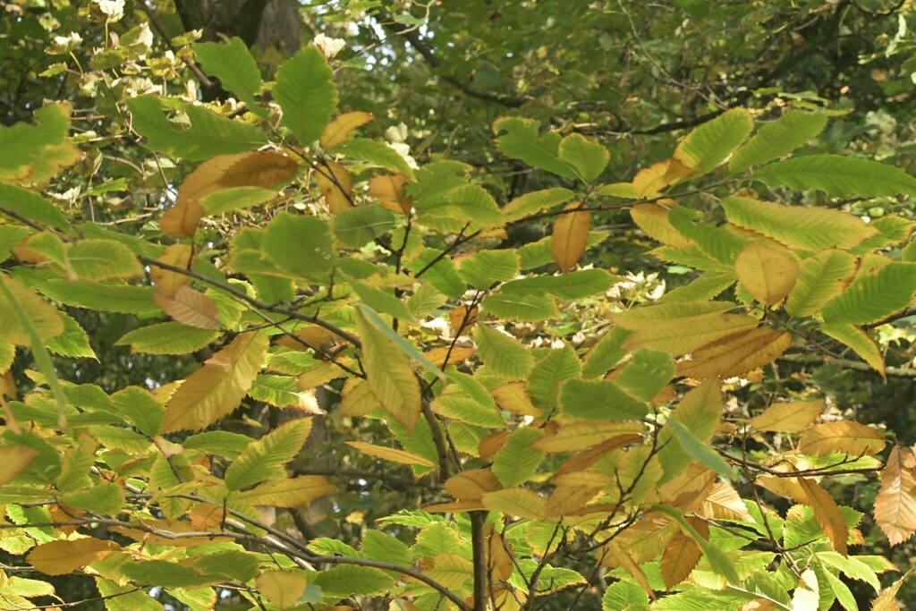 Sweet Chestnut reference