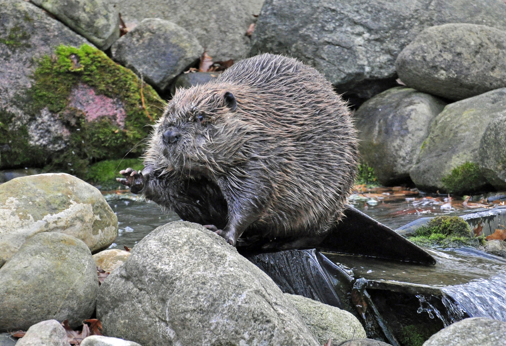North American Beaver reference