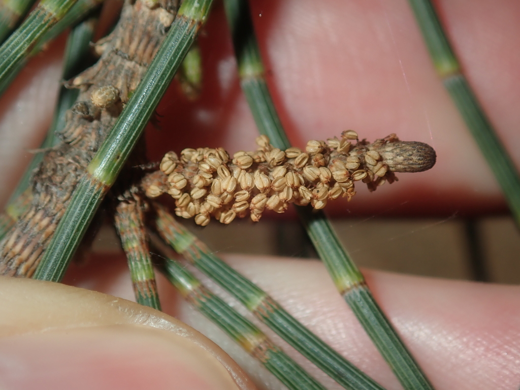 Casuarina obesa reference