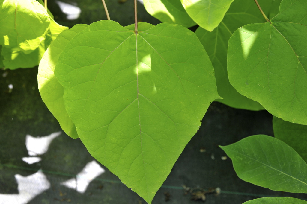 Southern Catalpa reference