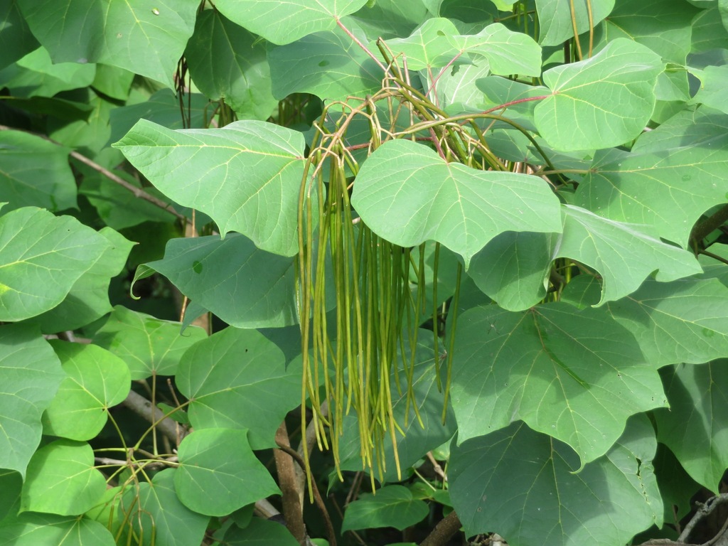 Chinese Catalpa reference
